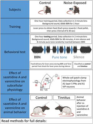Desensitizing nicotinic agents normalize tinnitus-related inhibitory dysfunction in the auditory cortex and ameliorate behavioral evidence of tinnitus